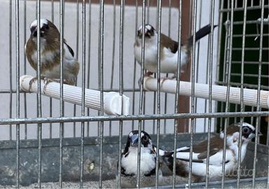 Passeri del Giappone