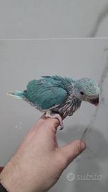 Pappagalli pulli