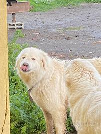 Cuccioli maremmano puro