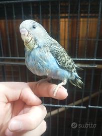 Cocoriti allevati a mano