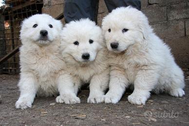 Pastore maremano cucciola