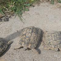 Tartarughe di terra Hermanni Hermanni