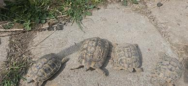 Tartarughe di terra Hermanni Hermanni