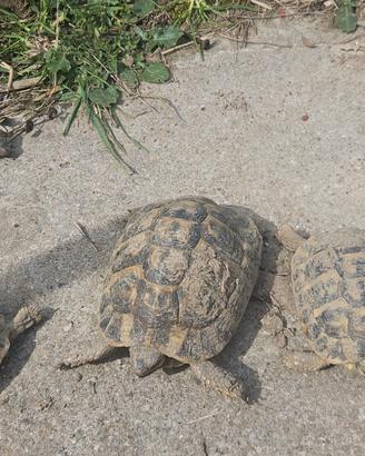 Tartarughe di terra Hermanni Hermanni