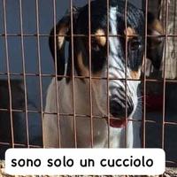 Oreo cucciolo tagla media di appena 9 mesi