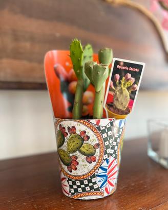 FICO D’INDIA OPUNTIA STRICTA CON PORTA VASO SICILI