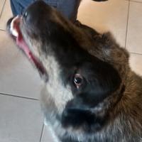 Meticcio di 4 anni