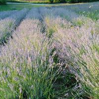Lavanda in mazzi e olio essenziale