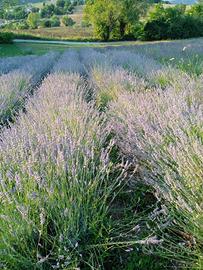 Lavanda in mazzi e olio essenziale