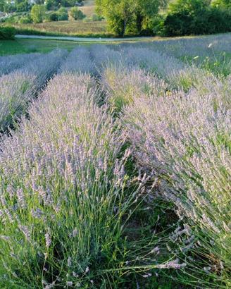 Lavanda in mazzi e olio essenziale