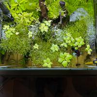 Piante vive per acquario