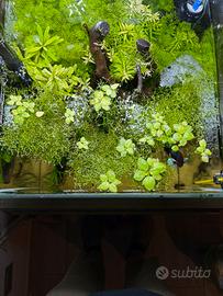 Piante vive per acquario