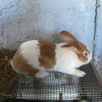 Coniglio riproduttore