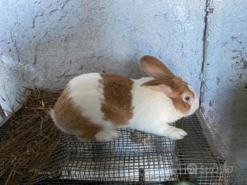 Coniglio riproduttore