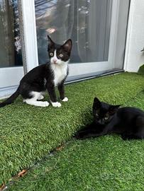 Cuccioli gattino nero