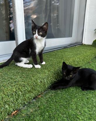 Cuccioli gattino nero
