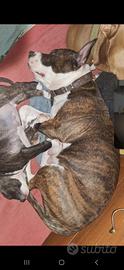 Amstaff