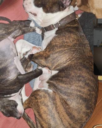 Amstaff