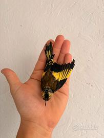 Cardellini 2025 Faccia nera,gialli,opale