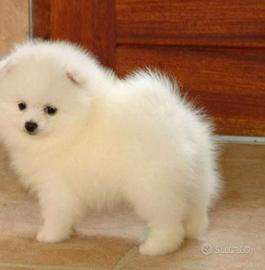 Spitz pomerania mini