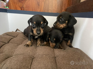 Cuccioli di bassotto