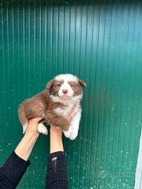 Cuccioli border collie The Best Super Puppy