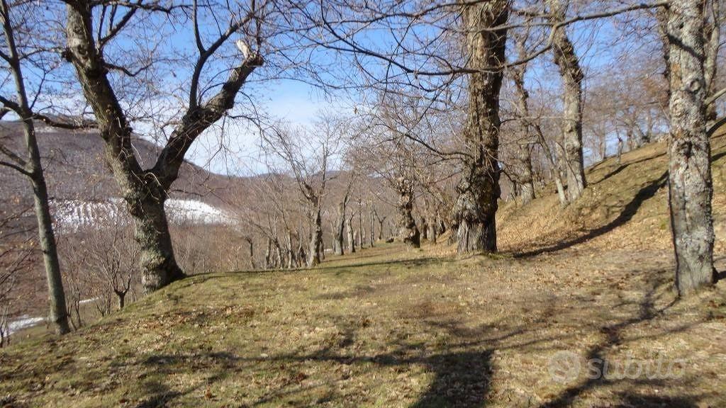 Terreno di 80000 m² a Roccamonfina - Altro