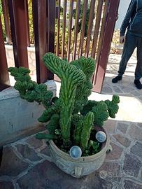 Grandi piante grasse zona Vermicino-Frascati