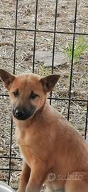 4 cuccioli in adozione