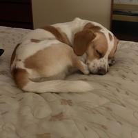 Cane piccola taglia