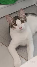 Gattino 5 mesi