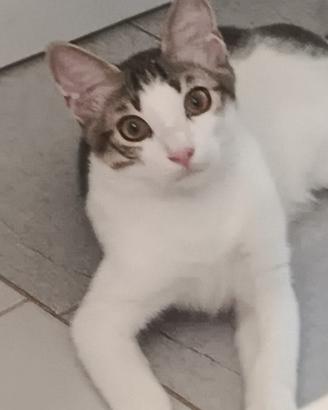 Gattino 5 mesi
