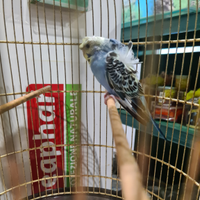 Cocoriti piccoli hagoromo