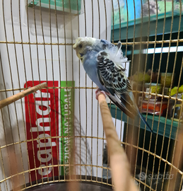 Cocoriti piccoli hagoromo