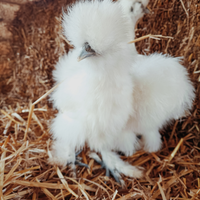 Galline moroseta silkie