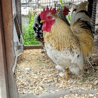 Galline