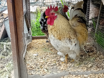 Galline