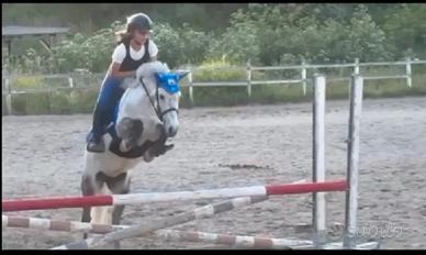 Pony da salto ostacoli