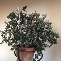 Pianta grassa Crassula