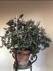 Pianta grassa Crassula