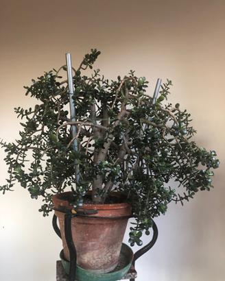 Pianta grassa Crassula