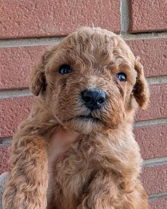 Barboncino nano maschi e femmine