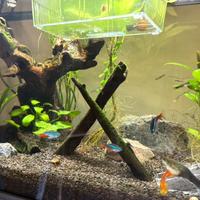 Acquario 56 l