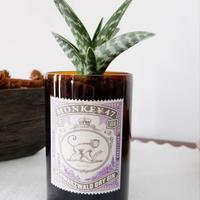 Bottiglie di Gin Vuote 