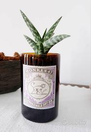 Bottiglie di Gin Vuote 