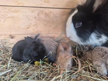 Conigli da appartamento