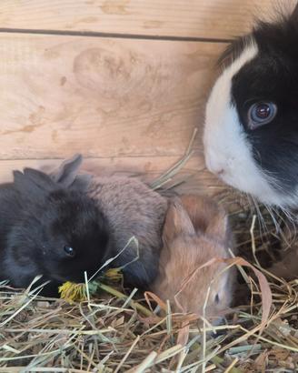 Conigli da appartamento