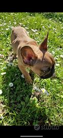 Ugo, dolcissimo cucciolo di bulldog