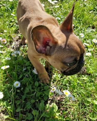 Ugo, dolcissimo cucciolo di bulldog
