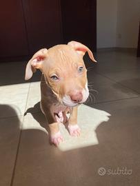 Pitbull per monta